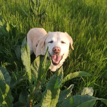 A kutyád boldogsága: Mit jelent valójában az életminőség négylábú barátod számára?